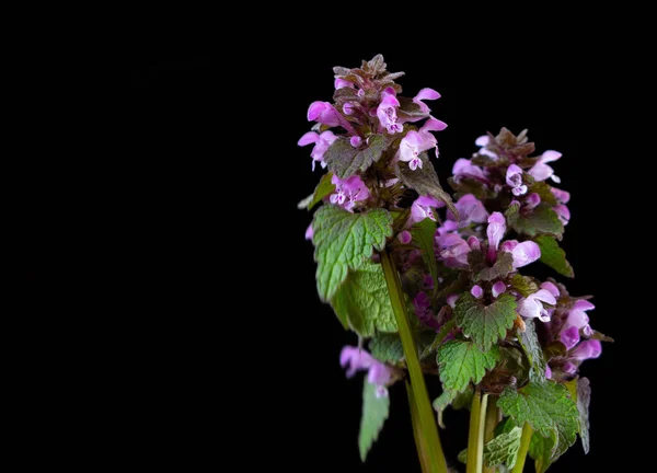 Ramo Primer Plano Una Cicatrización Flores Púrpuras Hierba Medicinal Planta — Foto de Stock