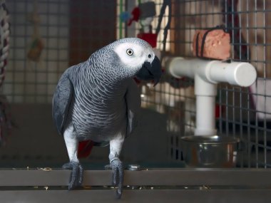 Evcil gri papağan kafeste. Evcilleştirilmiş büyük gri bir papağan (Psittacus erithacus) kafes evinde. Arkaplan.