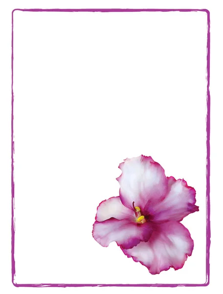 White blank card with African violet. Blank space for postcard with frame and purple and white illustrated fresh African violet flower.
