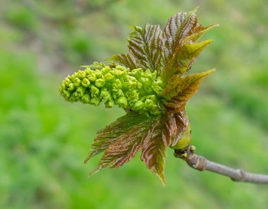 Bahar ağacı dalı, yağmurdan sonra kestane tomurcuğu. Çiçek açan büyüyen yaprakların makro yaprakları bahar yeşilliklerinde bir ağacın tomurcuklarıyla. Arkaplan.