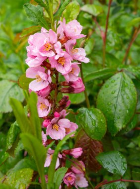 Yağmurdan sonra çiçek açan 'Pembe Prenses'. Güzel çiçekli bir çalılık, gül kırmızısı çiçekler parlak yapraklar ve damlalar, bahar mevsimi.
