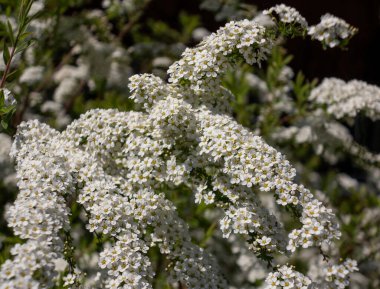 Hawmon dikenli (Crataegus laevigata) dikenli. Dikenli Avrupa beyaz çiçekli çalılar. Bahar çiçeklenen dikenler, şifalı bitkiler ve tatlı bitkiler..