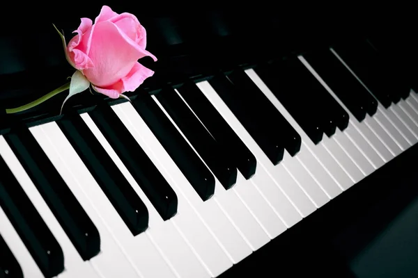 钢琴键盘模板与粉红色的新鲜玫瑰 钢琴背景 玫瑰花 黑白键 音乐主题与音乐尺度的透视 — 图库照片