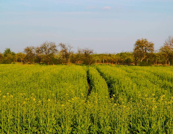 開花油種子レイプと緑のフィールド 菜種油植物が成長して春の農業の緑の風景 農業のテーマ — ストック写真