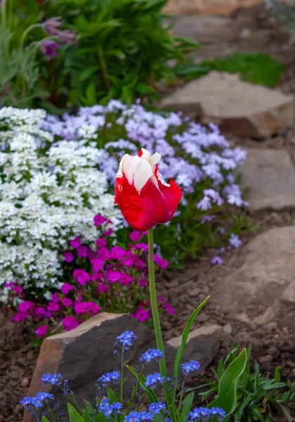 Colorful flowers in the season spring garden. Red and white tulip beautiful with spring rockery flowers in the garden in a flower bed.