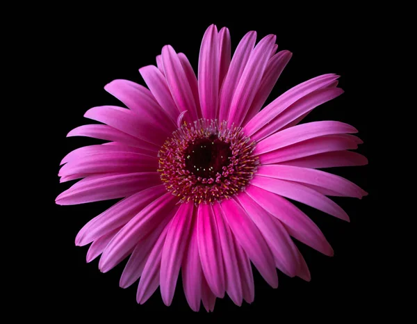 美丽的绽放着粉红色的芙蓉花 盛开的花朵 花瓣和有雌蕊和雄蕊的中心的细节 对象黑色孤立的背景 — 图库照片