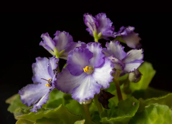 Fresh African violet, black isolated. Blooming flowers of house flowers violets from wavy edges. Photographed in front of a black background.