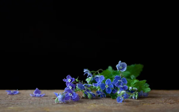 Banner Modrou Kyticí Veronica Dřevě Byliny Malými Modrými Květy Podobné — Stock fotografie