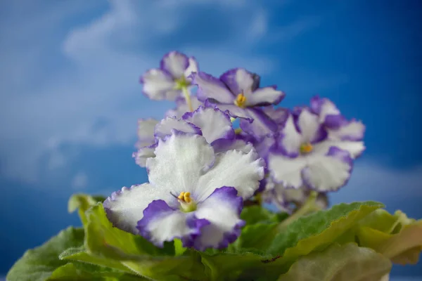 Bouquet of fresh African violets, white with purple border. Blooming flowers african violets of house flowers violets with wavy edges. Photographed in front of a sky background.