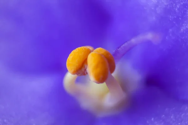 Deatils Stigmas Pistils Blue Purple African Violet Close Stigmas Stamens — Stock Photo, Image
