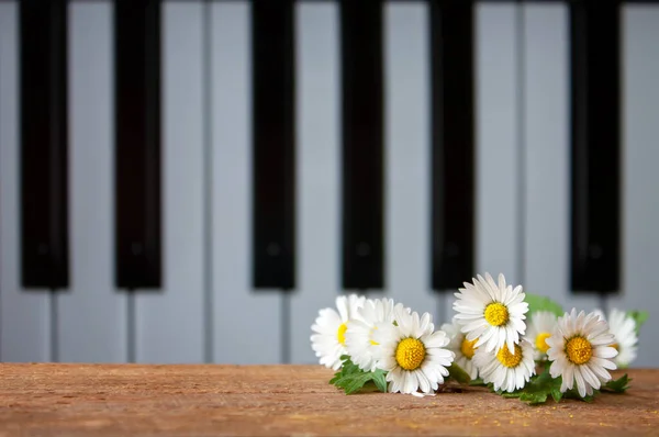 有雏菊花的音乐静谧的生活 配上一束新鲜雏菊的音乐卡片 背景为钢琴音阶 在木头上偶尔传递信息的空间 — 图库照片