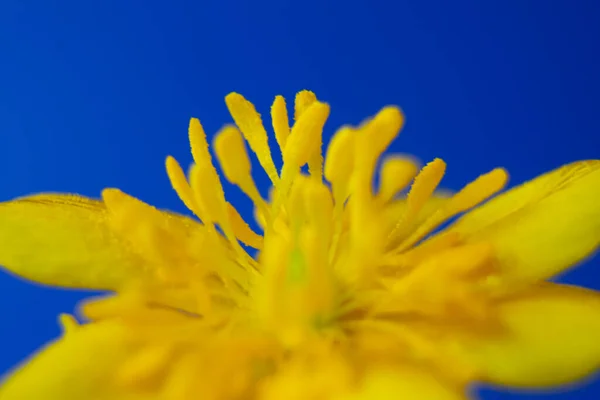 黄色の花のイメージを閉じAnemoneハーブの詳細と抽象的な壁紙 青い空の背景 抽象的な背景に対して黄色の花のクローズアップ 青い空間のハーブラッパー — ストック写真