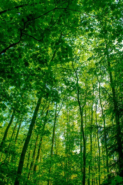 stock image Spring forest greenery in a deciduous forest. Deciduous trees, oaks, birches, maples, mixed spring forest. Healthy natural background.