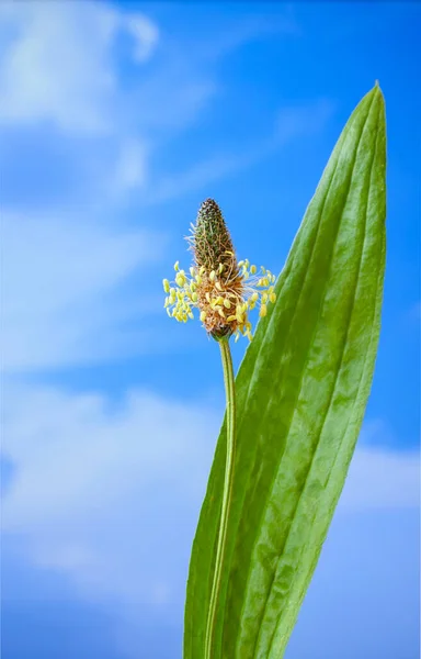 Herb meadow medicinal plant plantain flowering with leaf. Plantain Minutina - Plantago coronopus. Medicinal plantain. Plant with the background of the sky. Cover template with picture.