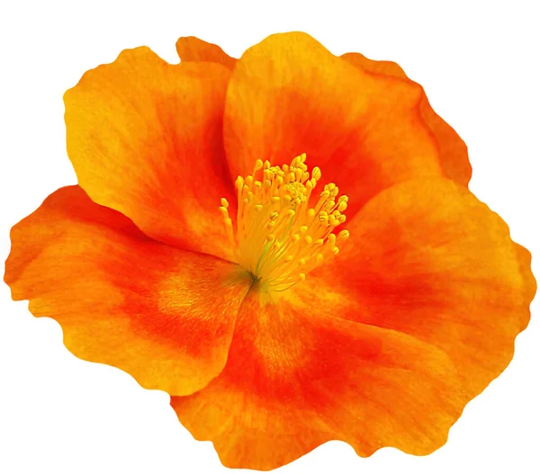 橙花是一种广受欢迎的花园花 得名于Devaternik 一个美丽的春夏小石子品种 芒果菊花 一个永盛不衰的季节性多年生植物 被隔离了 — 图库照片