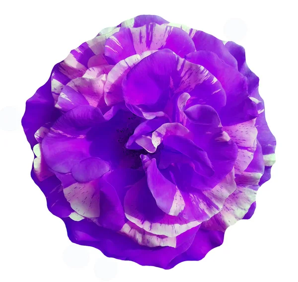 Sjælden Krydsning Mellem Rose Med Petunia Vedvarende Violet Farvet Fuldblomstret - Stock-foto