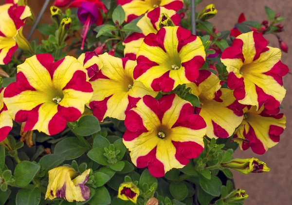 Varanda Duas Cores Flores Brilhantes Petúnias Grupo Ornamental Bicolor Vermelho — Fotografia de Stock