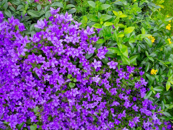 Garden Bed Blooming Bluebells Rockeries Full Blooming Rock Flowers Perennial — Stock Photo, Image
