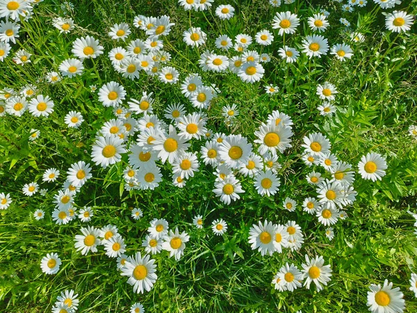 stock image Beautiful fresh meadow white daisies. A bed of meadow natural daisies flowers, top view. Floral background, wallpaper.