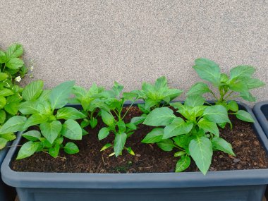 Çiçek saksısında yeşil biber tohumları. Kömür kabında tatlı kırmızı biber tohumları..