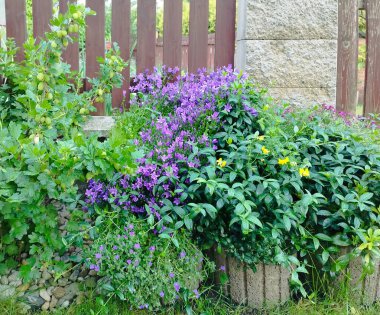 Bektaşi üzümü ve kayalık gül karışımı bir yatak. Çiçekli arka plan, saksıda böğürtlen çalıları ve yaban mersinleriyle dolu bir bahçe..