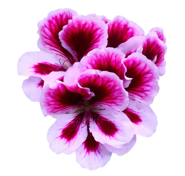 Ένα Μπουκέτο Από Δίχρωμα Λουλούδια Μπαλκονιού Πελαργόνιου Λαμπερό Λευκό Μωβ — Φωτογραφία Αρχείου