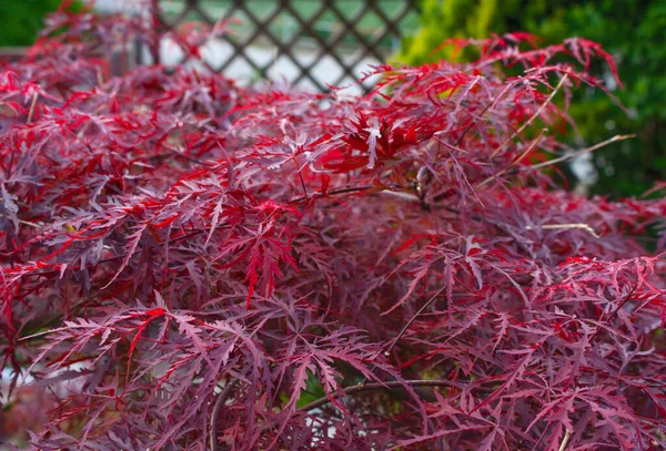 Japanse Rode Esdoorn Acer Palmatum Dissectum Nigrum Bush Kroon Van — Stockfoto