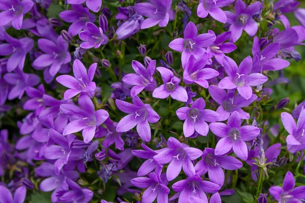 Pozadí Letní Zahradní Zvony Kamenné Rostliny Vytrvalých Malých Borůvek Kvetoucími — Stock fotografie