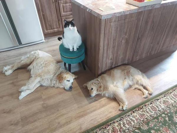 Evcil Hayvanlardan Oluşan Bir Grup Sevimli Yalancı Köpekleri Evde Oturup — Stok fotoğraf