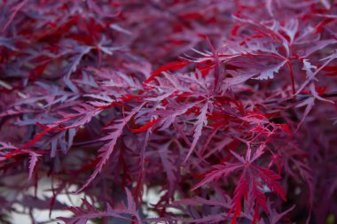 Japon kırmızı akçaağaç Acer Palmatum Disectum Nigrum. Dekoratif Japon palmiye ağaçlarından bahçeli çalılar...