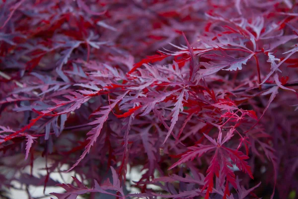 Japoński Czerwony Klon Acer Palmatum Dissectum Nigrum Korona Bush Dekoracyjny — Zdjęcie stockowe