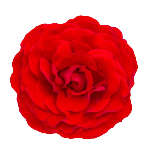 Rode Rose Geïsoleerd Een Witte Achtergrond Met Uitknippad — Stockfoto
