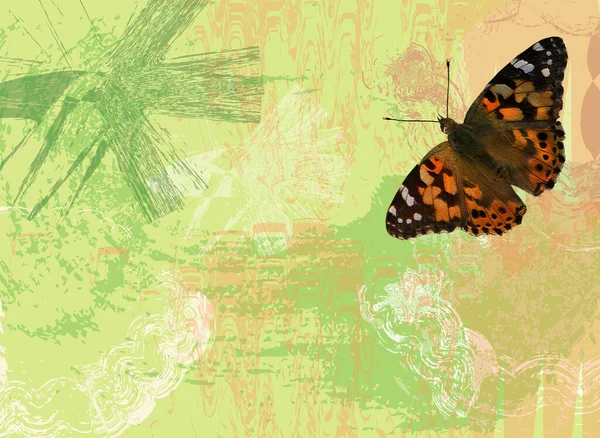 蝶とイラストの抽象ページ 夏草モチーフ抽象的な牧草地モチーフとともに提督蝶 — ストック写真