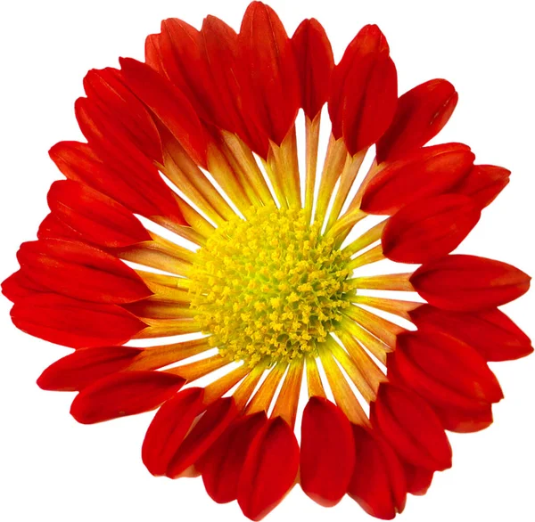 Κόκκινο Λουλούδι Διαφανές Φόντο Ένα Κεφάλι Του Άνθους Χρυσάνθεμο Αντικείμενο — Φωτογραφία Αρχείου