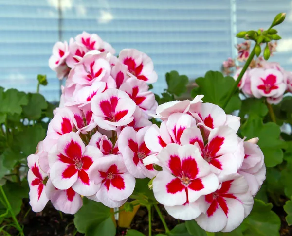 Fleurs Géranium Bicolore Blanc Rouge Fond Extérieur Avec Réflexion Ciel — Photo