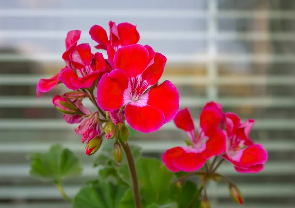 Κόκκινα Λουλούδια Γεράνι Εξωτερικό Φόντο Ανοιχτό Φωτεινό Κόκκινο Γεράνι Κόκκινα — Φωτογραφία Αρχείου