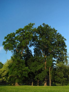 Parkta büyük bir meşe ve yeşillik anıtı. Prag 'da park etmek, Haziran' ın erken saatlerinde şehirde çayır ve ağaçlarla doğal hayatı rahatlatmak..
