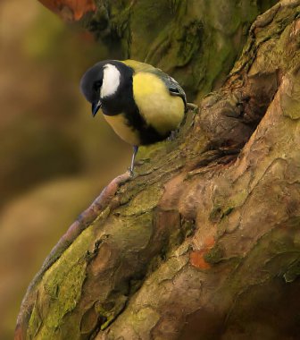 A beautiful tit is standing by the nest of a fruit tree. Sunny seasonal day with periparus tit bird on tree bark. Natural background.