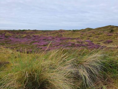 Vadiden güzel kırsala bak. Toprakta çiçek açan fundalık otlaklarıyla arka plan natürmort, sağlıklı çevre. Duvar Kağıdı.