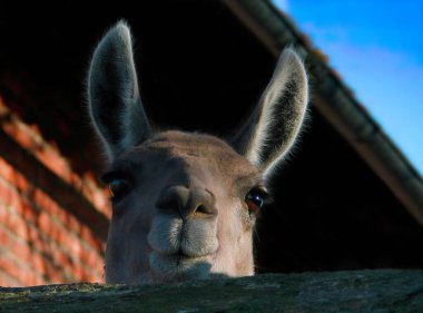 Mutlu Lama Guanaco 'lar, Lama guanicoe. Meraklı bir lamanın kafası duvarın arkasında. Güneşli arkaplan.