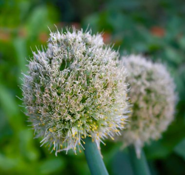 Çiçekli beyaz soğan çiçeği alyumu. Sebze bileşeni yenilebilir ve aynı zamanda küçük soğan çiçeklerinden oluşan tamamen çiçek açmış bir süs. Beyaz Allium varyasyonu.