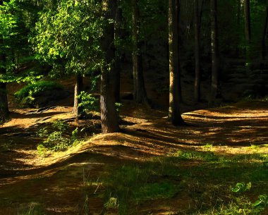 Rocky yaz akşamı ormanı. Yazın arka planında kayalık karanlık ormanlarda ağaçlar ve son ışık ışınları..