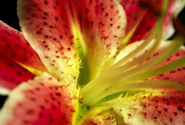 Kırmızı Amaryllis çiçeği, Amaryllis kraliyet çiçeği, hippeastrum. Amaryllis çiçeğinin ayrıntıları, siyah arka planda kekeme yaprakları..