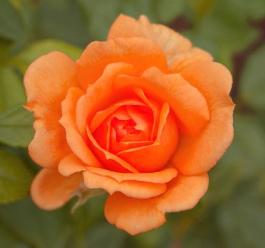 Portakal çiçeği yaprakları arasında açan böcek ile gül