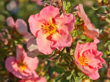 Yaz çiçeklerinin adı Potentilla fruticosa. Makro çiçeği yakından Potentilla fruticosa, pembe varyasyon. Tıbbi ve süs çalı ayrıntıları.