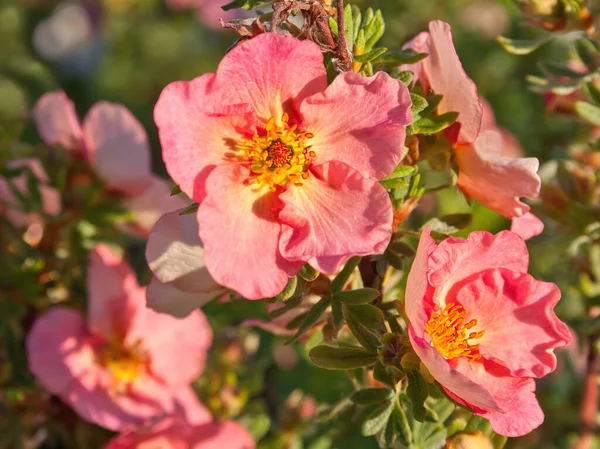 夏の花はポテンティラフルティコサと呼ばれています マクロ花クローズアップポテンティラフルティカサ ピンクのバリエーション 医薬品および装飾的な低木の細部 — ストック写真