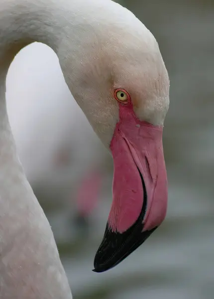 Profile portrait of a wet flamingo. Close-up of a white flamingo with a pinkish-black beak. A rare tropical bird.