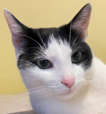 Portrait of a cute cat. Head frontal face of a black and white domestic cat, pet.