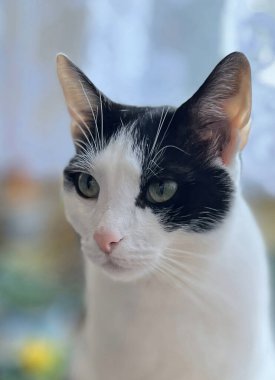 Evde oturan iki renkli kedi. Siyah beyaz kedi profilli bir arka plan.