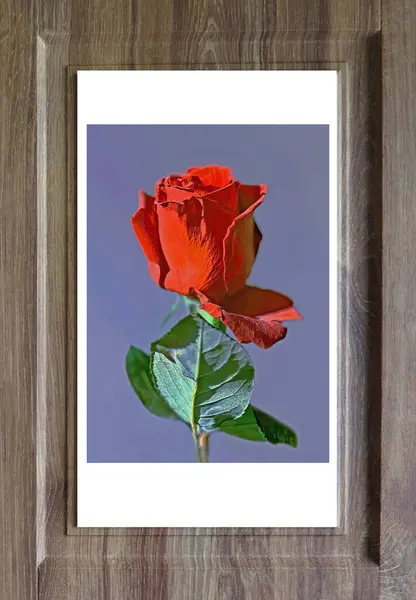 Red rose flower in frame. Wooden frame with one rose flower on a stem, with place for text.